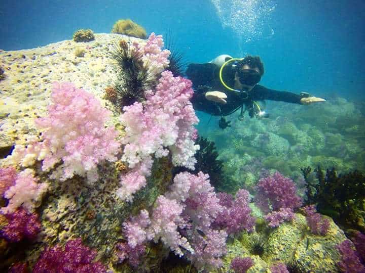 Trip Advisor Reviews of Tech Diving Thailand