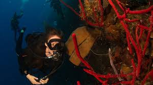 NAUI UNDERWATEE IMAGING